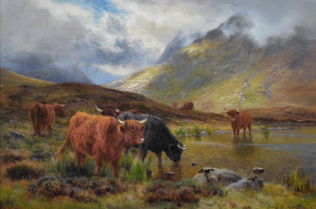 Highland Cattle