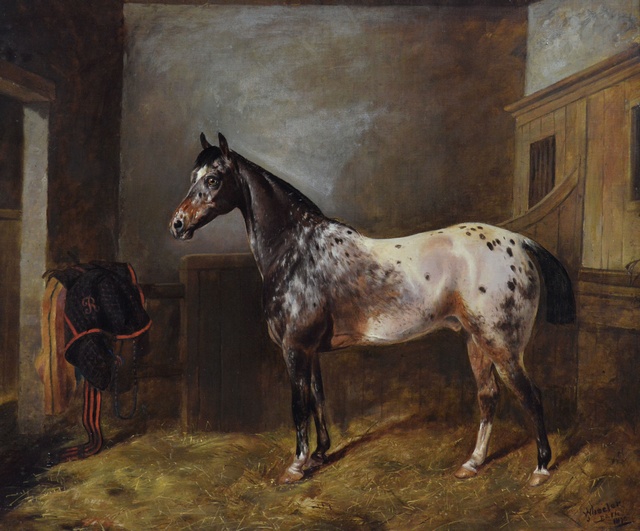 Appaloosa Horse in a Stable