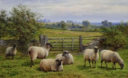 Sheep by a Five Bar Gate