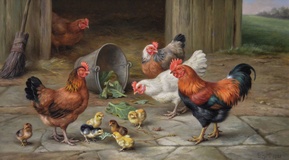 Cockerel, Chickens & Chicks