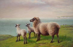 Sheep Grazing on a Cliff Top