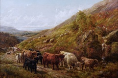 Highland Cattle by the Coast