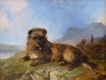 A Cairn terrier