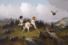 Two Setters Putting up Grouse