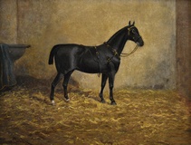 A Hackney Horse