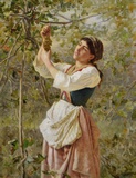 Harvesting the Grapes