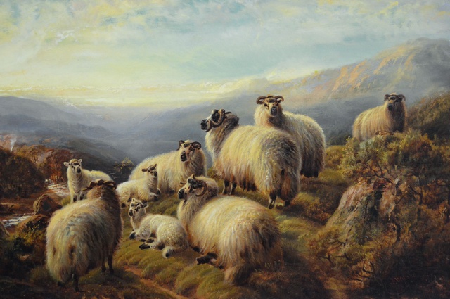 Sheep Resting