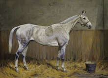 Fleabitten Grey Horse in a Stable