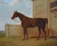 A Surrey Hunter