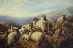 Sheep Resting