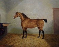 Dappled Buckskin Horse in a Stable